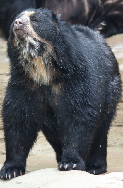Many animals like the spectacled bear live in the páramos. 