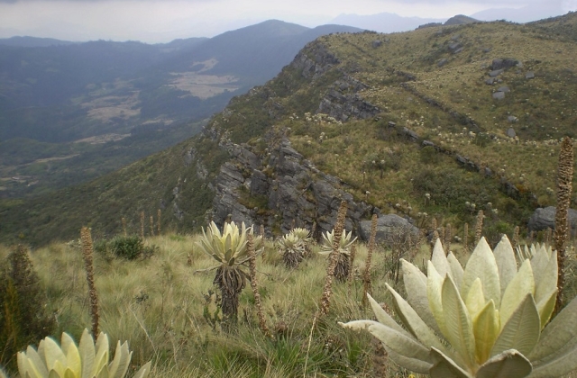 Many plants including these frailejones are endemic to páramos. 