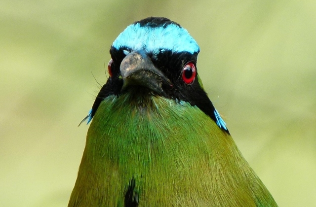 Many gorgeous birds like this endemic Andean Motmot call the Colombian coffee region home. 