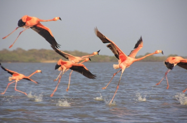 The La Guajira flamingos are one of the most popular attractions to see at the beach. 