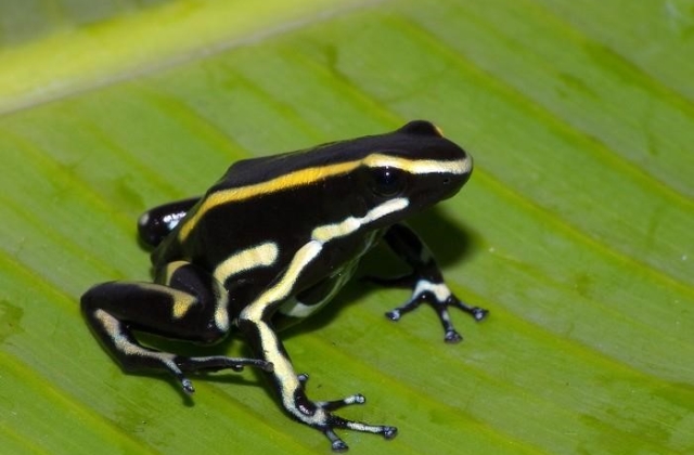 Yellow-striped Poison Frog 
