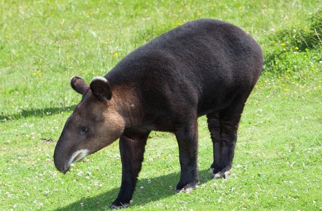 The Mountain Tapir is different from others in the same family as these creatures have lots of white accents throughout their bodies. 
