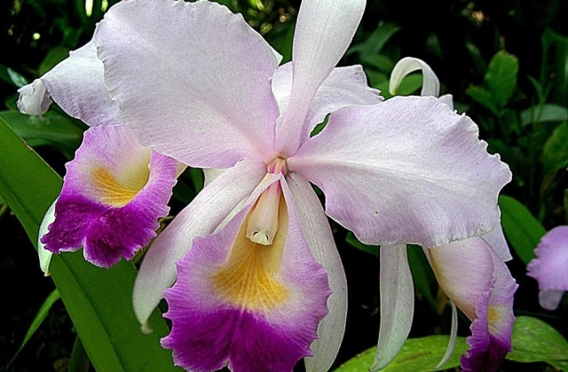 Cattleya trianae, the national flower of Colombia