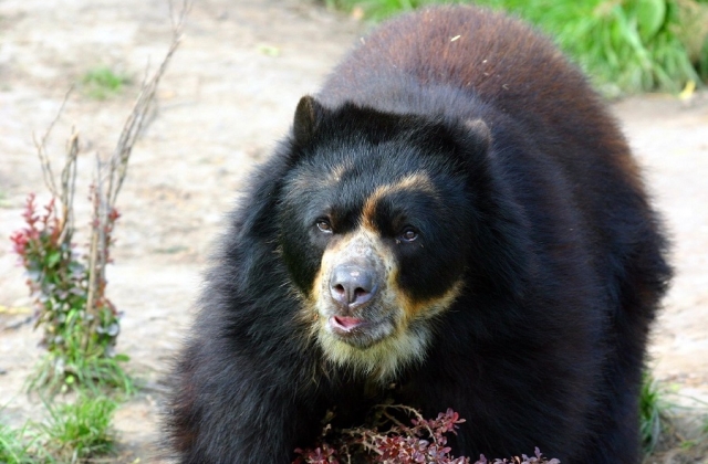 The U’wa protect the land as well as many of its endemic species including the spectacled bear. 