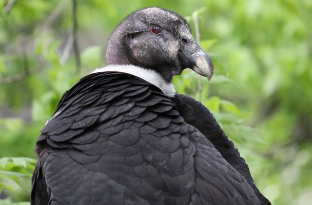 Striking a pose: the Andean Condor