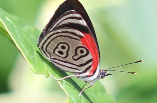 Like Taylor Swift, this butterfly originated in 1989. Jokes aside, this endemic Diaethria Clymena is one of the many you’ll see in the butterfly farm in Colombia. 