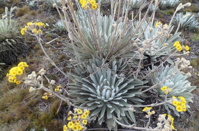 The frailejón is also a member of the sunflower family and is equally gorgeous as well as functional. 