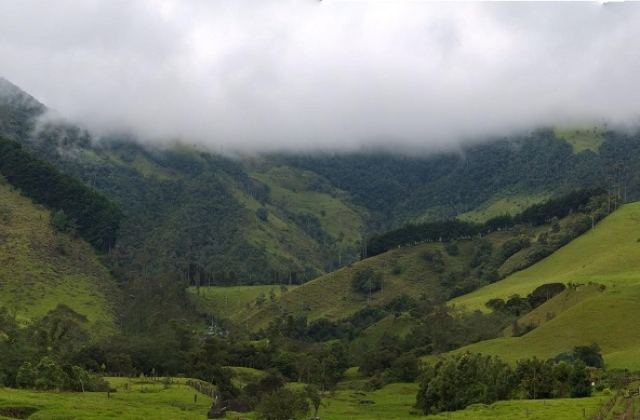 Stunningly beautiful cloud forest in Cocora Valley, Colombia. 