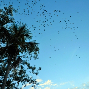 Parakeets coming to roost in Parque Santander