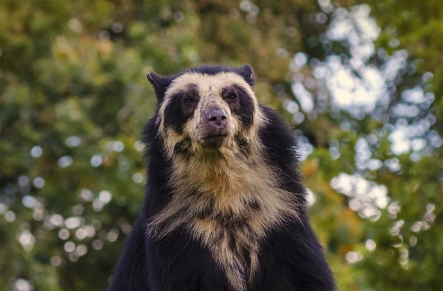 Rare spectacled or Andean Bear