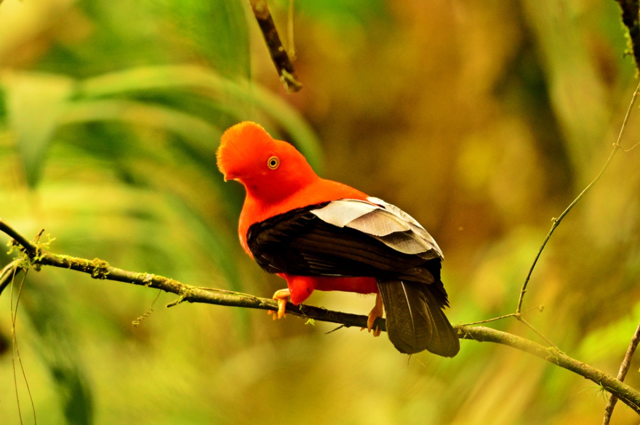 Otún Quimbaya Flora and Fauna Sanctuary: A Birder's Paradise