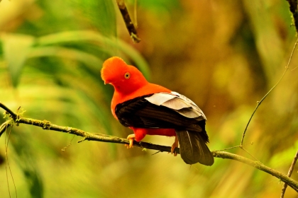 Otún Quimbaya Flora and Fauna Sanctuary: A Birder's Paradise