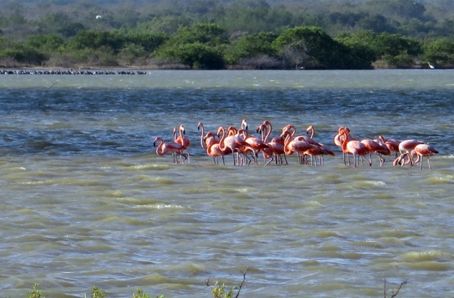 Flamingos at La Guajira