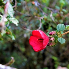 Flower in the Andean forest
