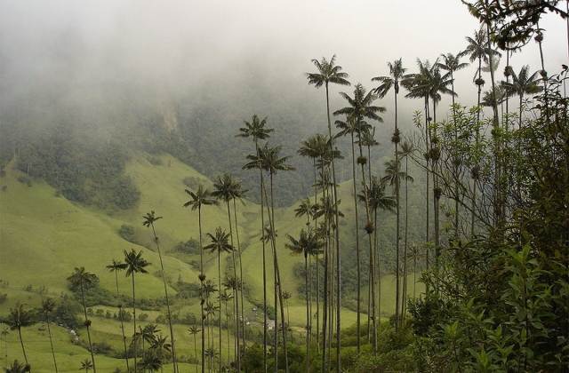 Wax palms in Cocora Valley 