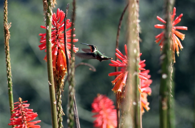 Hummingbird with torch lilies in Cocora Valley