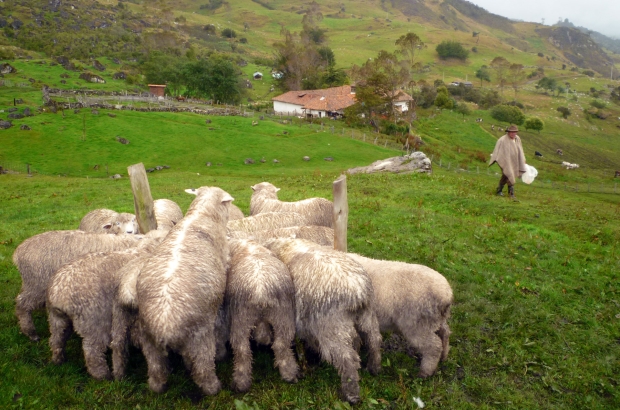 Granja de ovejas en las montañas