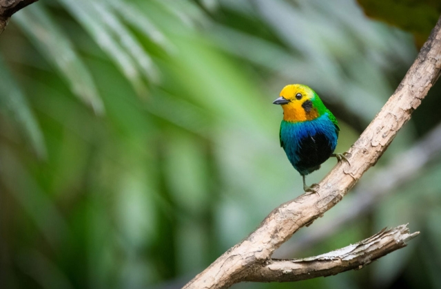 Multicolored tanager