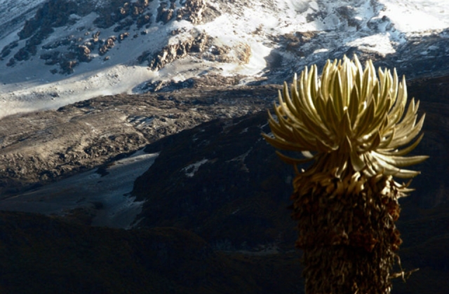 Nevado del Ruiz volcano and frailejones in the National Park Los Nevados