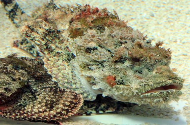 Scorpionfish / stonefish
