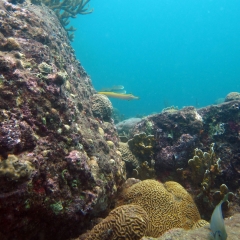 Tayrona's thriving coral reef