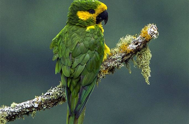 Yellow-eared parrot