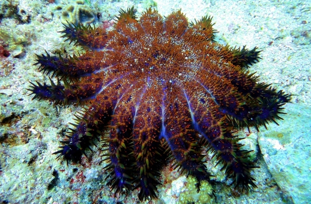 Many marine creatures like this stunning Crown of Thorns Starfish can be seen in the Philippines. 