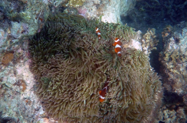 The search is over… Nemo is found! Now it’s time for you to spot him during your own Palawan adventure. 