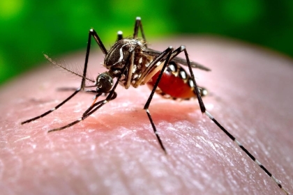 Should You Be Worried About Mosquitoes in the Philippines? The Biting Truth
