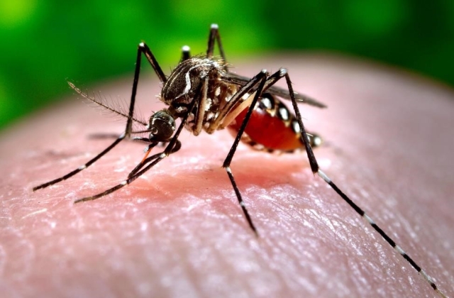 She’s a man eater… the Dengue mosquito. 