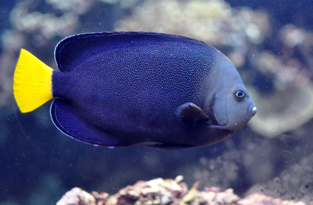 Blue-spotted angelfish
