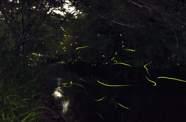Fireflies in motion