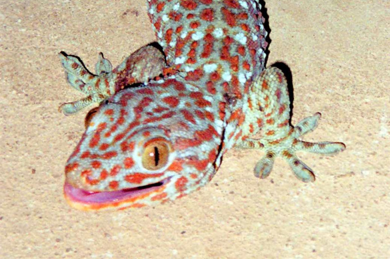 The top three most fascinating lizards of the Philippines