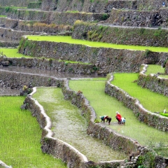 Locals working on the rice terraces