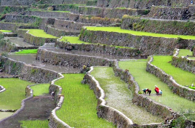 Agricultores trabajando en las terrazas de arroz