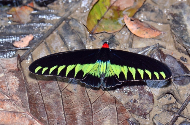 Rajah Brooke birdwing butterfly