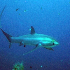 Tiburón azotador