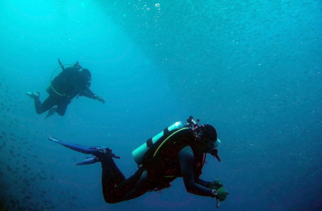 Divers under a cloud of sardines in Pescador Island