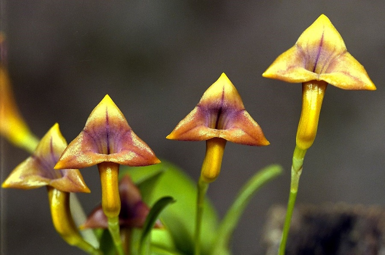 Uncharted Earth Exquisite Beauty The Orchids Of Colombia