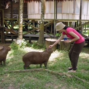 Wild but friendly capybaras