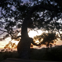 The forest canopy at dusk