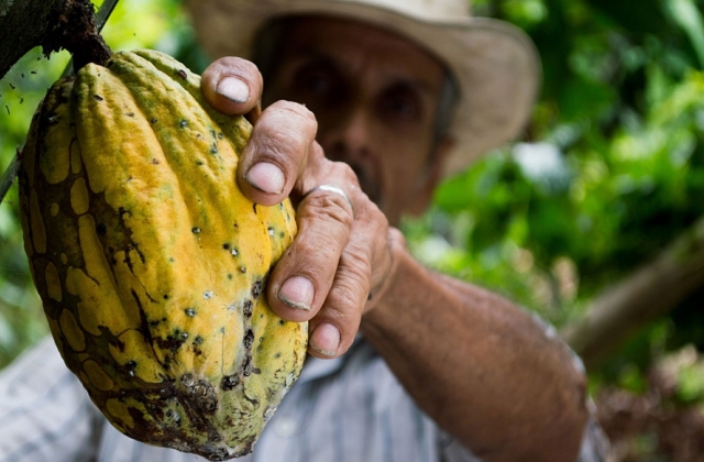 Cacao fruit