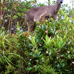 One of the many deer in Chingaza