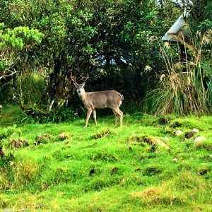 Deer
