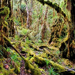 Mossy trees in the Andean forest