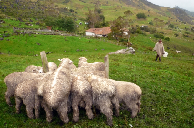 Sheep farm in the mountains