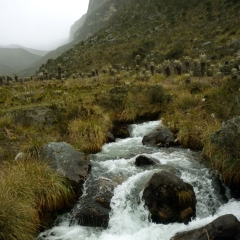 A mountain stream in Valle de los Frailejones