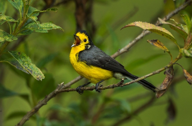 Golden-fronted Redstart in Manizales