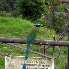 Un barranquero residente de Salento