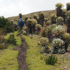 Caminando por el Jardín del Edén